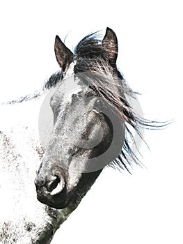 Black-and-white horse