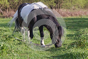 Black and white horse breed pony. Horses graze in the meadow. The horse is eating grass.