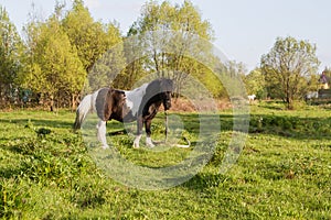 Black and white horse breed pony. Horses graze in the meadow. The horse is eating grass.