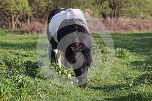 Black and white horse breed pony. Horses graze in the meadow. The horse is eating grass.