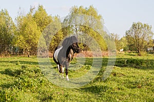 Black and white horse breed pony. Horses graze in the meadow. The horse is eating grass.