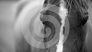 A black and white horse, close up photograph