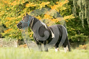 A black and white horse cob feeding on grass