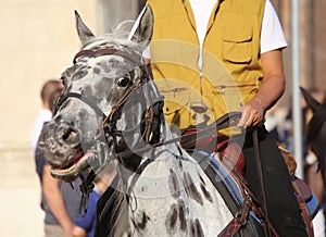 Black and white horse and cowboy