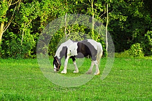 Black and white horse