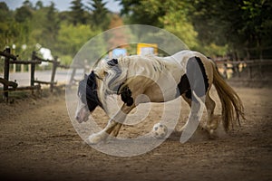 Black and white horse playing with a ball in a ranch under the sunlight with a blurry background