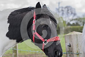 Black and white horse portrait wearing a red halter