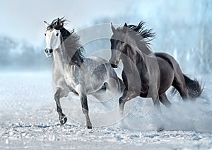 Black and white horse run gallop in snow