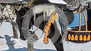 A black and white horse is tied to a rack on the snowy ground