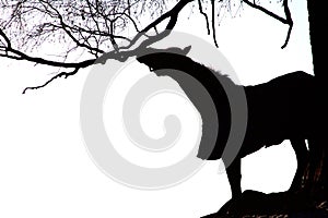 Black and white of horse and tree