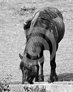 Black and white horse at the trough