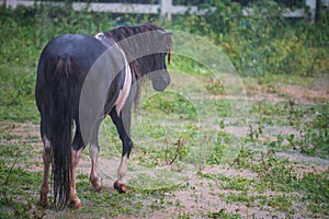 Black and white horse wet by heavy rain drops at meadow