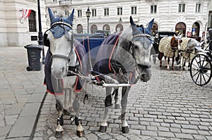 Black and white horses and carriage