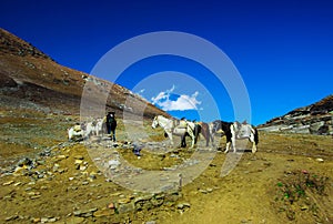 Black and white horses at rohtang pass, manali tourism, India