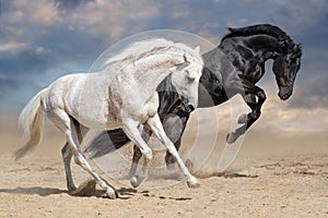 Black and white horses