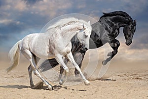 Black and white horses photo