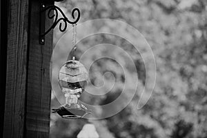 Black and white Humming bird feeder portrait