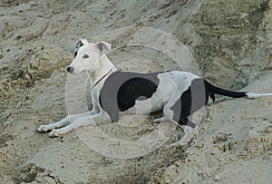 black and white hunting dog lying on the sand