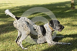Black and white hunting dog in play position, front legs lying down and rear end in the air, ready to run, in a meadow