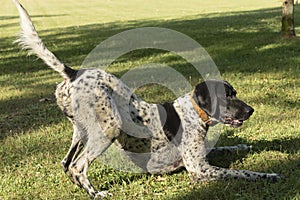 Black and white hunting dog in play position, front legs lying down and rear end in the air, ready to run, in a meadow