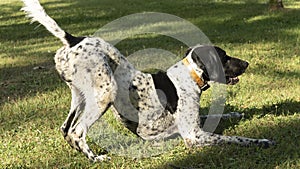 Black and white hunting dog in play position, front legs lying down and rear end in the air, ready to run, in a meadow