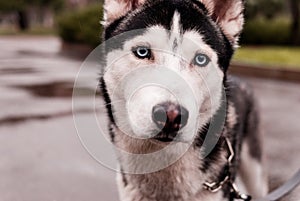 Black and white Husky breed dog looks at camera