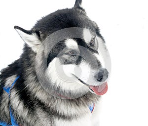 Black and white husky dog