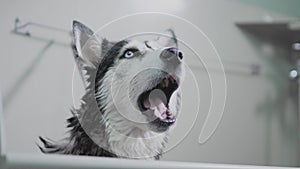 Black and white husky dog yawns. In slow motion. Shows clean white teeth and tongue. Tired dog