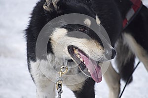 Black and white husky after a snow sledding race