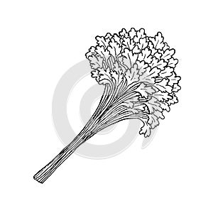 Black and white illustration of a bouquet of parsley