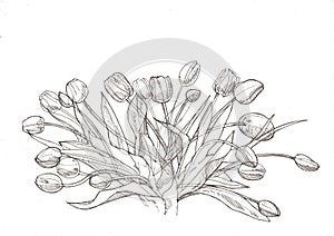 Black and white illustration of a bunch of tulips.