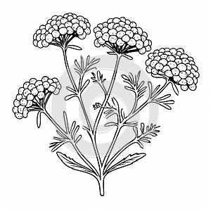 Chamomile Coloring Pages: Caravaggesque Style For Kids photo