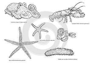 Black and white illustration of different species of meditarannean sea invertebrates