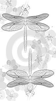 illustration of a dragonfly