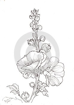 A black and white illustration of foxglove flowers.