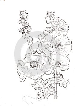 A black and white illustration of foxglove plants.