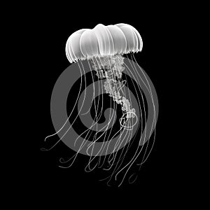 Black and white illustration of a jellyfish swimming on a plain background.