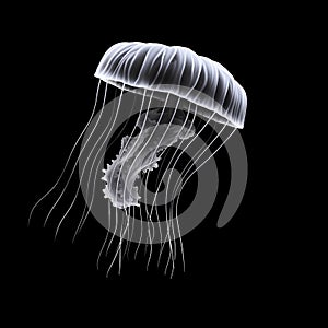 Black and white illustration of a jellyfish swimming on a plain background.