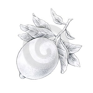 Black and white illustration of lemon fruit on a branch with leaves isolated on white background. Handwork drawing pencil.