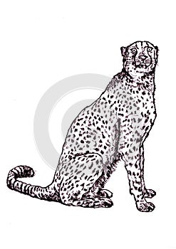 Black and white illustration of a leopard.