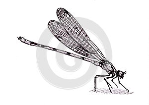 Black and white illustration of a mayfly.