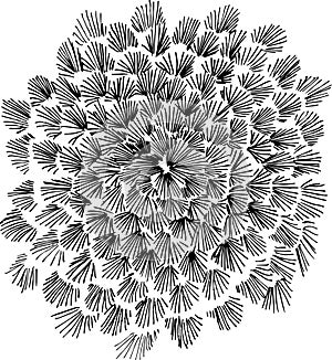 Black-white illustration of a psychedelic mandaloid flower in the technique of hatching.
