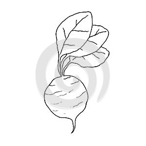 Black and white illustration of a radish