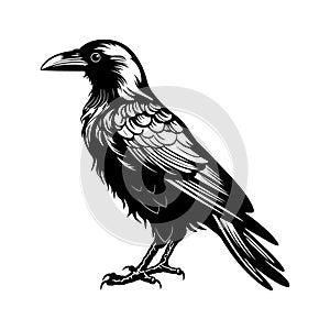 Black and white illustration of a raven.