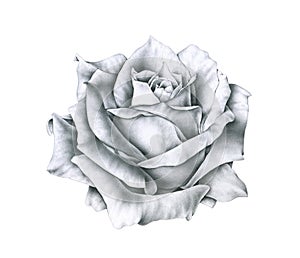 Black and white illustration rose flowers isolated on white background. Handwork monochrome drawing pencil