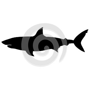Black and white illustration of shark. Silhouette of a sea monster