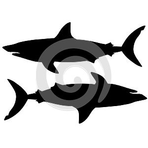 Black and white illustration of shark. Silhouette of a sea monster