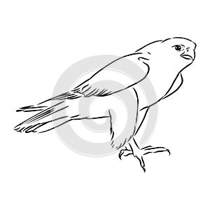 Black and white illustration. Sketch of bird for tattoo art. Detailed hand drawn eagle for tattoo on back. Falcon bird, vector