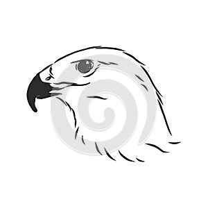 Black and white illustration. Sketch of bird for tattoo art. Detailed hand drawn eagle for tattoo on back. Falcon bird, vector