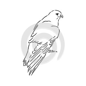 Black and white illustration. Sketch of bird for tattoo art. Detailed hand drawn eagle for tattoo on back. Falcon bird, vector